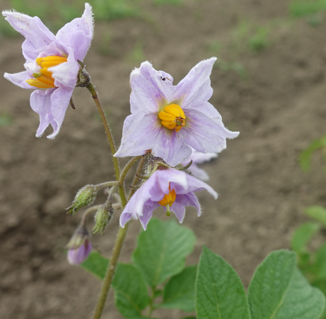 Bl�te von Kartoffelsorte H�rner Kamtschatka