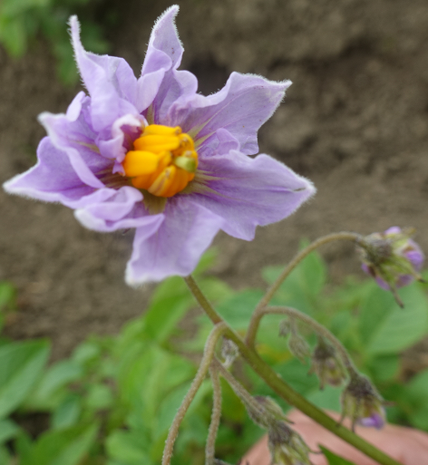 Bl�te von Kartoffelsorte H�rner Kamtschatka