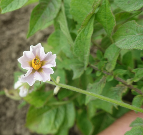 Bl�te von Kartoffelsorte Haussorte Regensburg