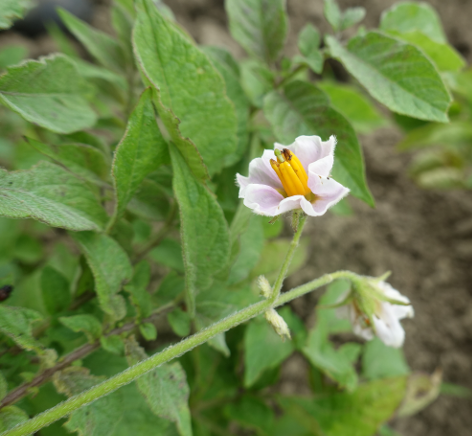 Bl�te von Kartoffelsorte Haussorte Regensburg