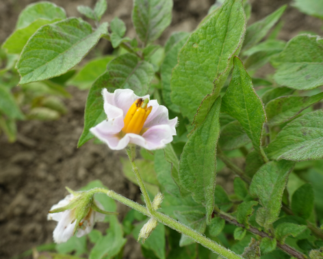 Bl�te von Kartoffelsorte Haussorte Regensburg