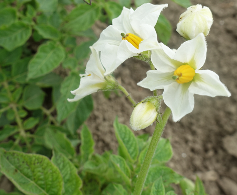 Bl�te von Kartoffelsorte Skerry Blue