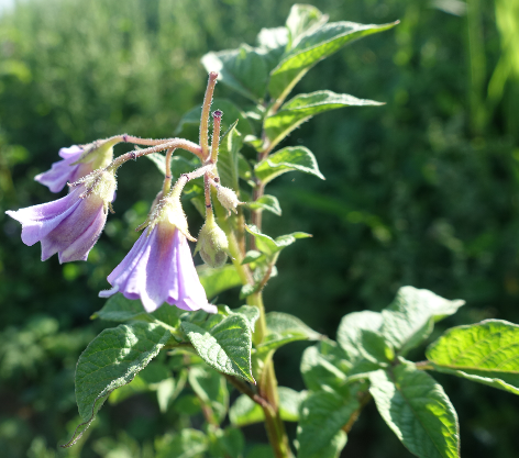 Bl�te von Kartoffelsorte Aceituna