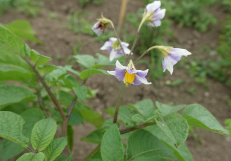 Bl�te von Kartoffelsorte Tomasa Negra