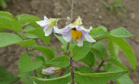 Bl�te von Kartoffelsorte Tomasa Negra