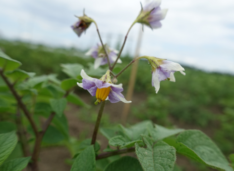 Bl�te von Kartoffelsorte Tomasa Negra
