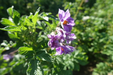 Bl�te von Kartoffelsorte Colegiala