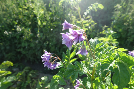 Bl�te von Kartoffelsorte Colegiala