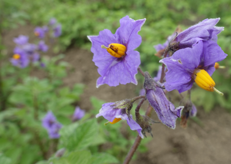 Bl�te von Kartoffelsorte Wildkartoffel Peru