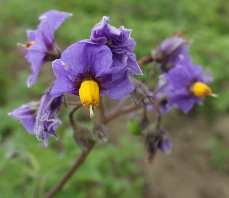 Bl�te von Kartoffelsorte Wildkartoffel Peru