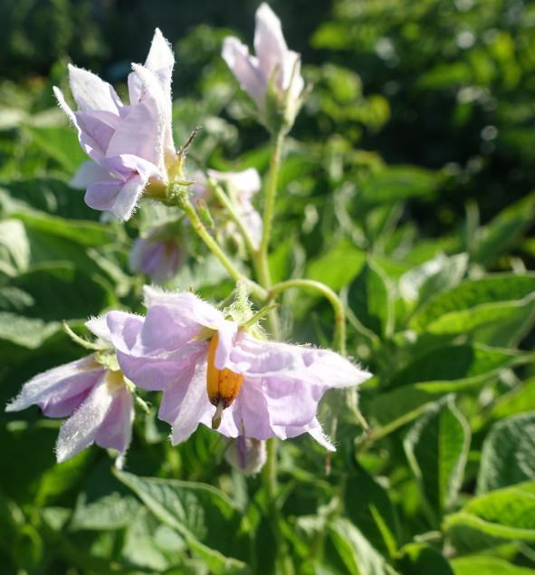 Bl�te von Kartoffelsorte Schweizer H�rnle