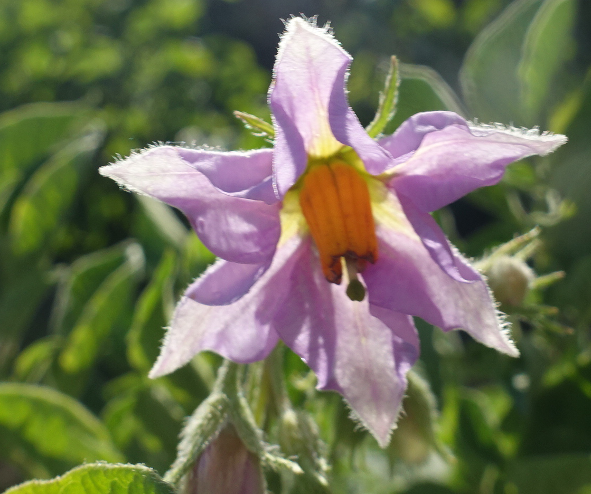 Bl�te von Kartoffelsorte Schweizer H�rnle