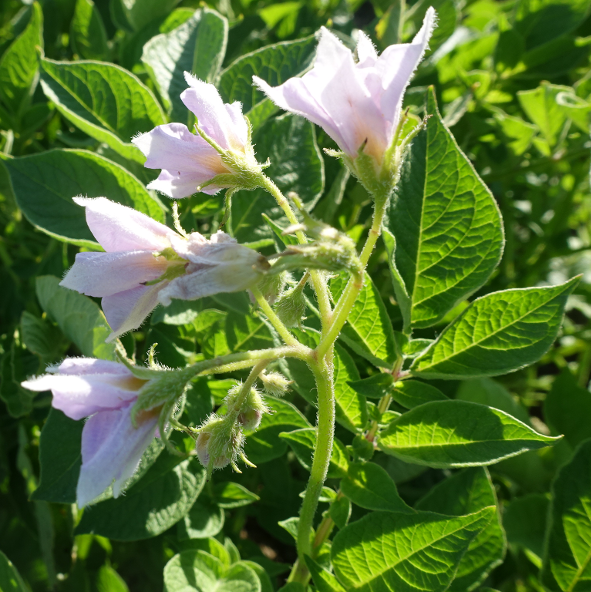 Bl�te von Kartoffelsorte Schweizer H�rnle