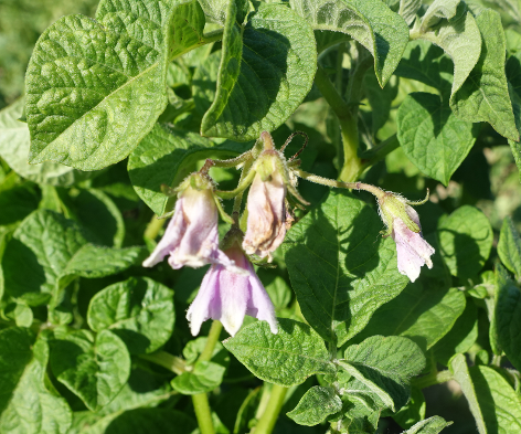 Bl�te von Kartoffelsorte Drewlyanka