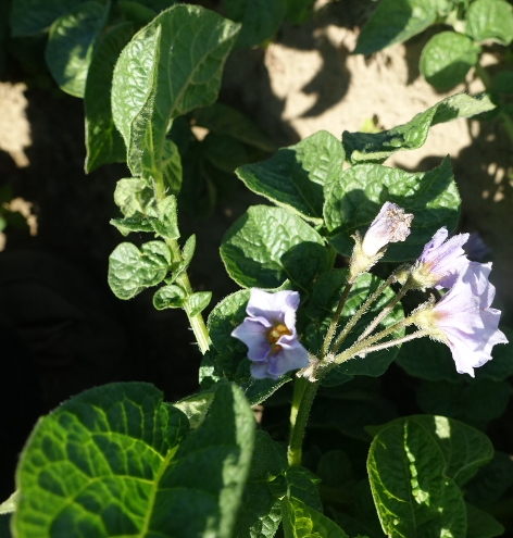 Bl�te von Kartoffelsorte Drewlyanka