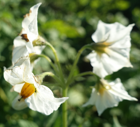 Bl�te von Kartoffelsorte Red Salad