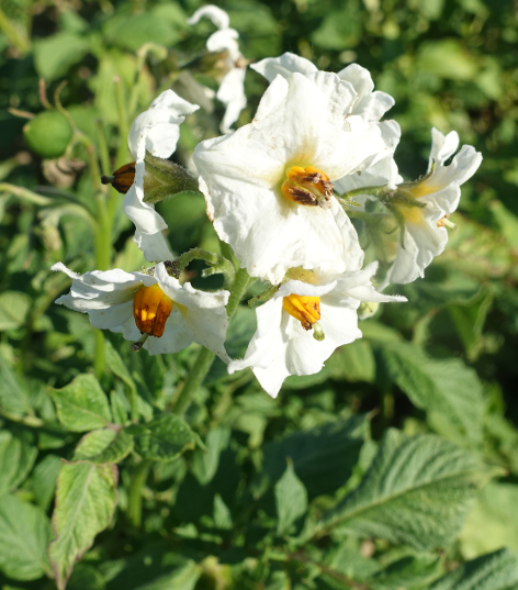 Bl�te von Kartoffelsorte Red Salad