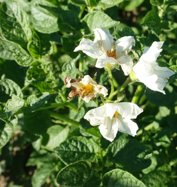 Bl�te von Kartoffelsorte Hansa