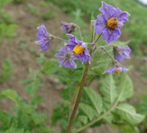 Bl�te von Kartoffelsorte Kankan