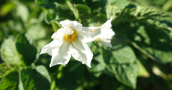 Bl�te von Kartoffelsorte Hansa