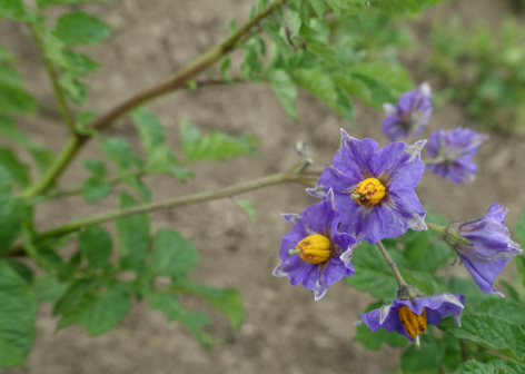 Bl�te von Kartoffelsorte Kankan