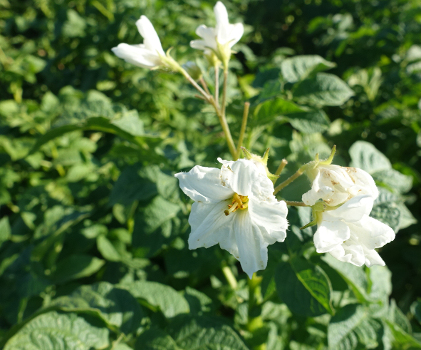 Bl�te von Kartoffelsorte Somogyi_Kifli (Schomlauer Kipfler)