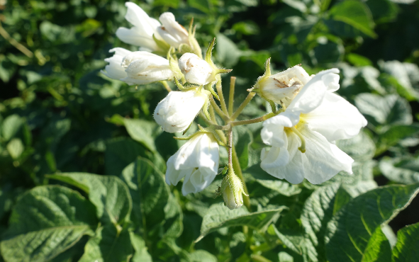 Bl�te von Kartoffelsorte Somogyi_Kifli (Schomlauer Kipfler)