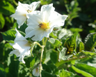 Blüte der Kartoffelsorte Rosaroter Panther