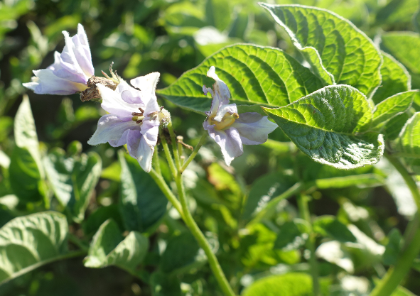 Bl�te von Kartoffelsorte Yema