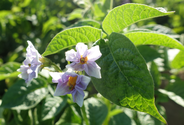 Bl�te von Kartoffelsorte Yema