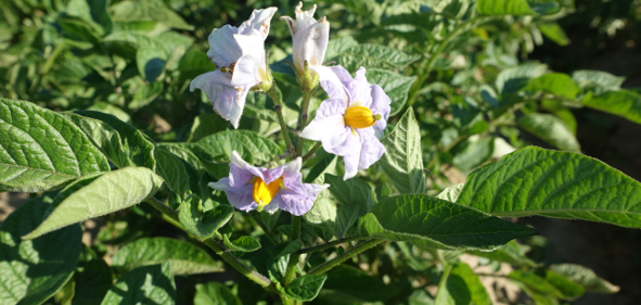 Blte von Kartoffelsorte Blaue Yalta