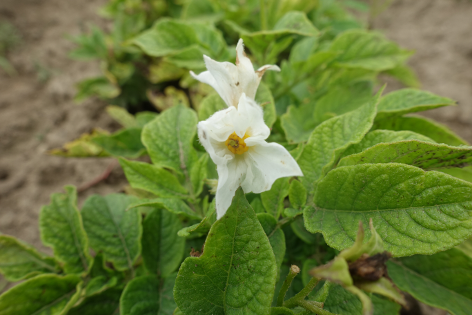 Bl�te von Kartoffelsorte Mariba Negra