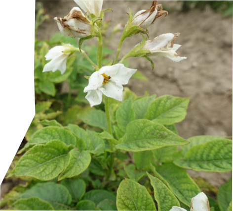 Bl�te von Kartoffelsorte Mariba Negra