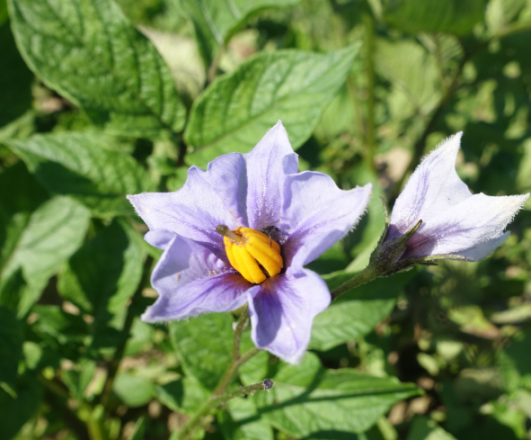 Bl�te von Kartoffelsorte Goldbecker Blau Wei�