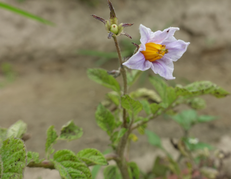 Bl�te von Kartoffelsorte Blue Kestrell