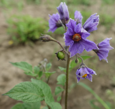 Bl�te von Kartoffelsorte Drei Fragezeichen