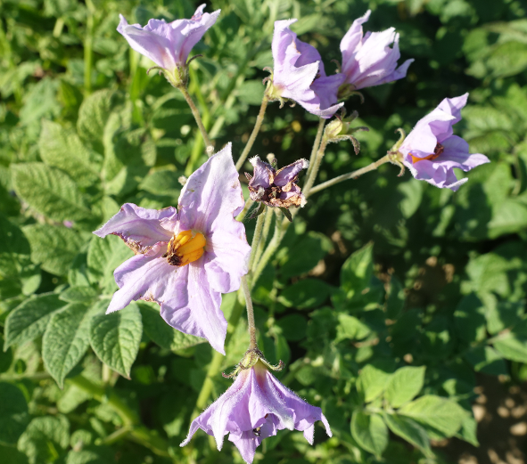 Bl�te von Kartoffelsorte Sommer Jungay