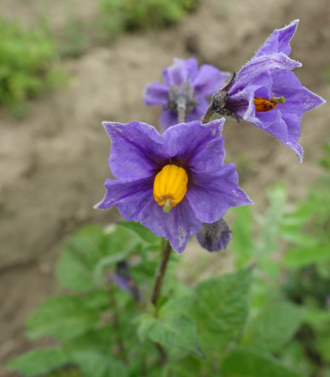 Bl�te von Kartoffelsorte Drei Fragezeichen