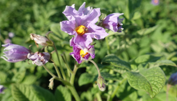 Bl�te von Kartoffelsorte Sommer Jungay