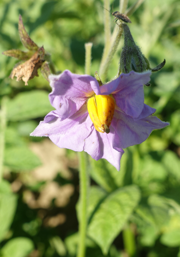 Bl�te von Kartoffelsorte Sommer Jungay