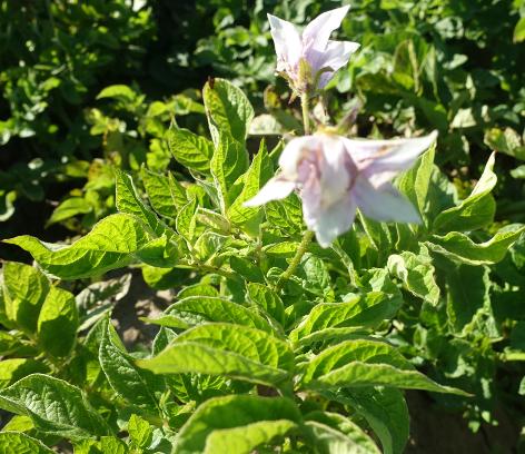 Bl�te von Kartoffelsorte Reichskanzler