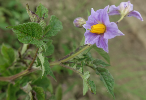Bl�te von Kartoffelsorte Wildkartoffel v. Rosa Nr.1