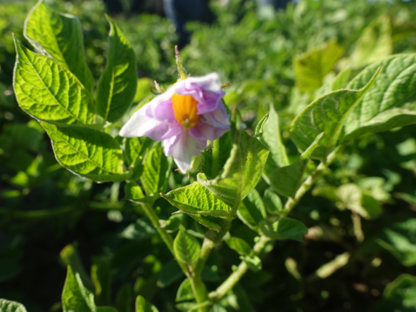 Bl�te von Kartoffelsorte Reichskanzler