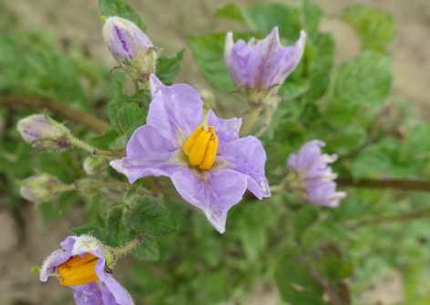 Bl�te von Kartoffelsorte Wildkartoffel v. Rosa Nr.1