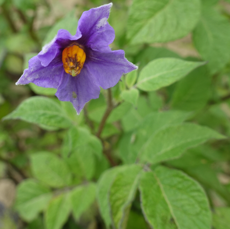 Bl�te von Kartoffelsorte Blaue Haussorte