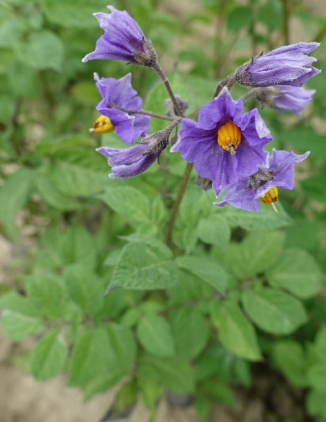 Bl�te von Kartoffelsorte Blaue Haussorte