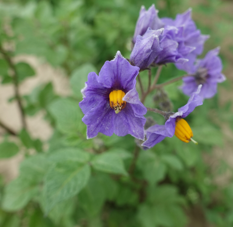 Bl�te von Kartoffelsorte Blaue Haussorte