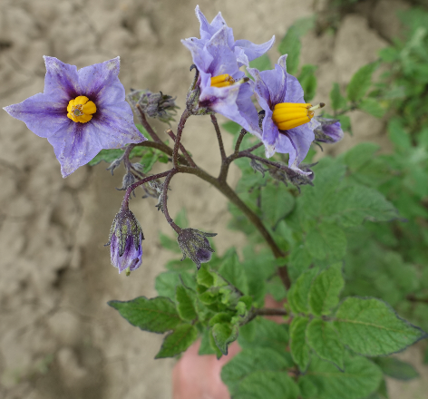 Bl�te von Kartoffelsorte Puikula