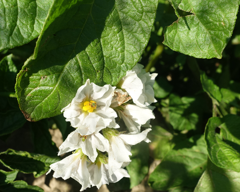 Blte von Kartoffelsorte Augsburger Gold