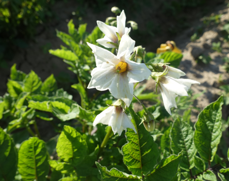 Bl�te von Kartoffelsorte Vitelotte/Tr�ffel (Tr�ffelkartoffel)